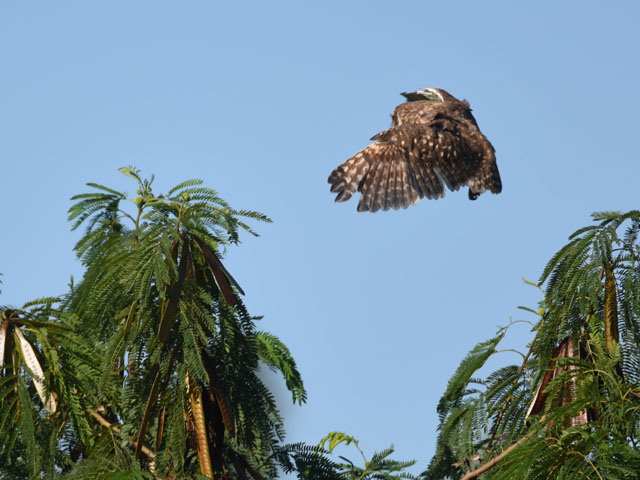アナホリフクロウ (Athene cunicularia)