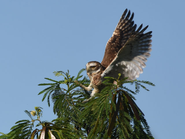 アナホリフクロウ (Athene cunicularia)