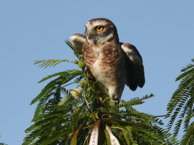アナホリフクロウ (Athene cunicularia)