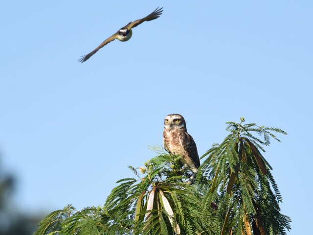 アナホリフクロウ (Athene cunicularia)