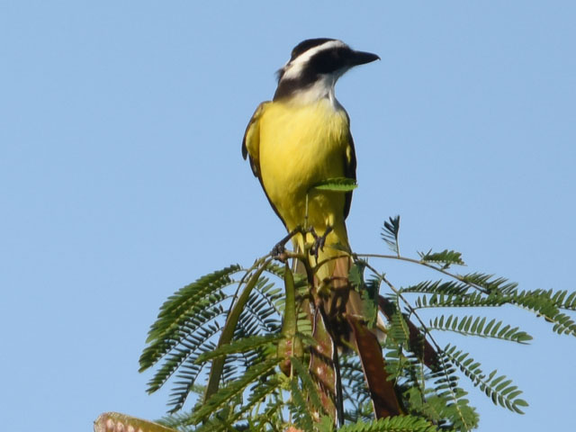 キバラオオタイランチョウ (Pitangus sulphuratus)