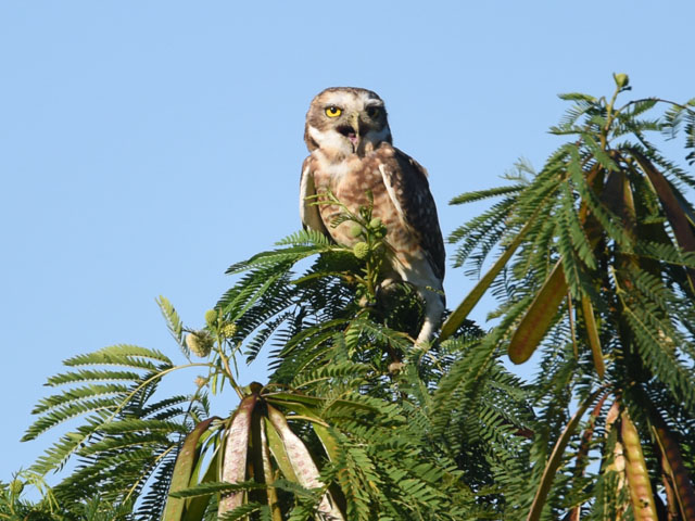 アナホリフクロウ (Athene cunicularia)