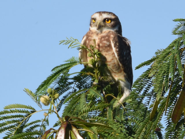 アナホリフクロウ (Athene cunicularia)