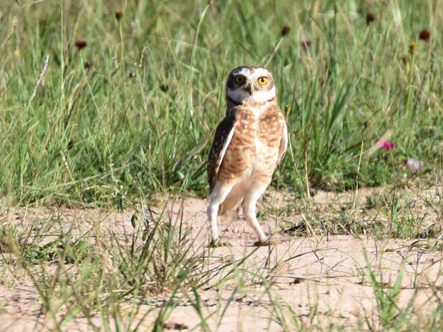 アナホリフクロウ (Athene cunicularia)