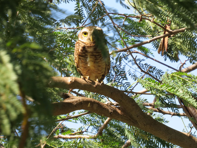 アナホリフクロウ, Aegolius funereus