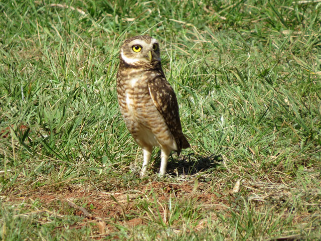 アナホリフクロウ, Aegolius funereus