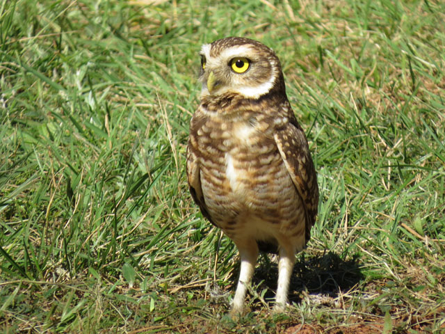 アナホリフクロウ, Aegolius funereus