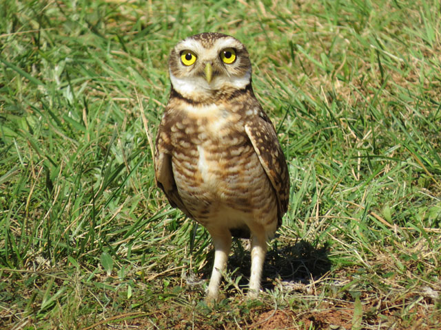 アナホリフクロウ, Aegolius funereus