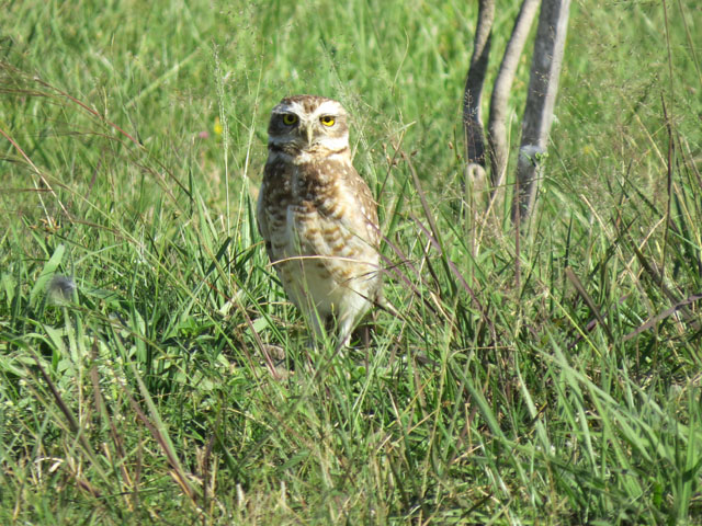 アナホリフクロウ, Aegolius funereus