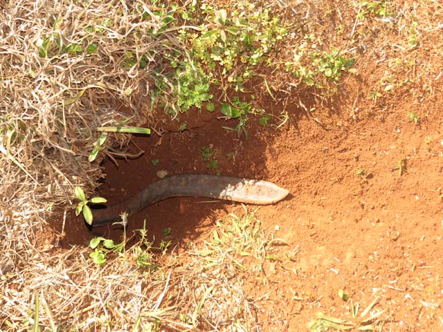 アナホリフクロウの穴