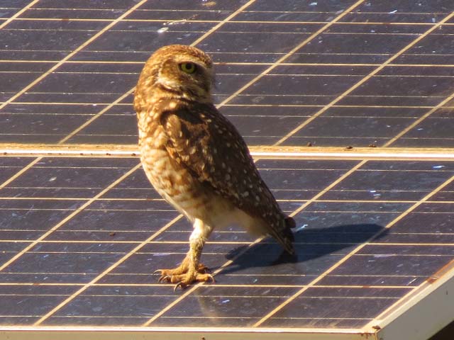 アナホリフクロウ, Aegolius funereus