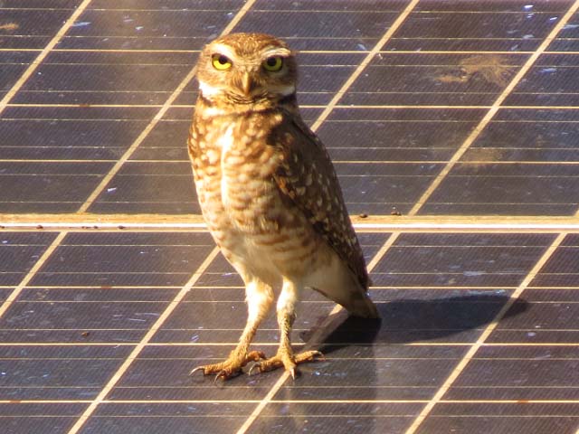 アナホリフクロウ, Aegolius funereus