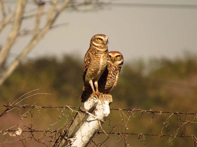 アナホリフクロウ, Aegolius funereus
