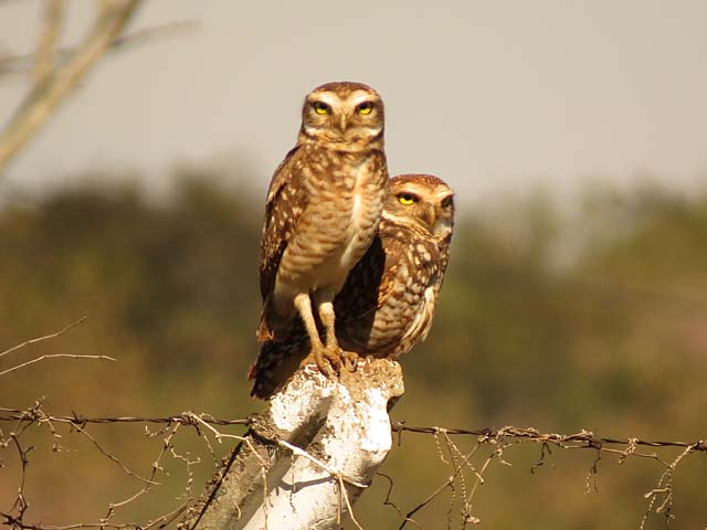 アナホリフクロウ, Aegolius funereus
