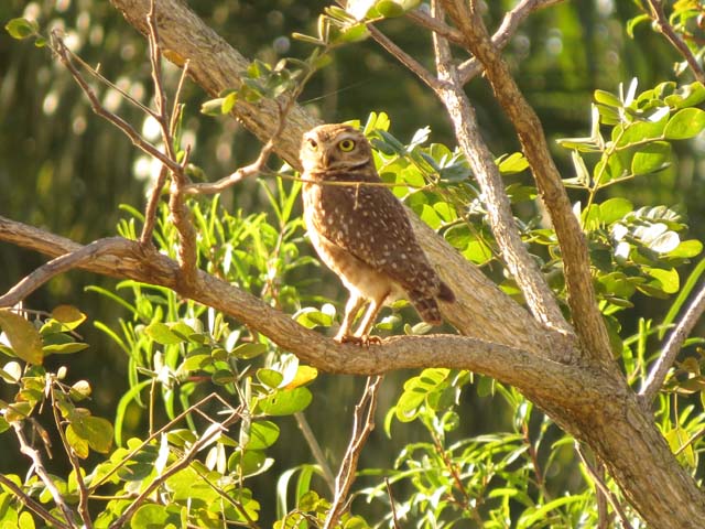 アナホリフクロウ, Aegolius funereus