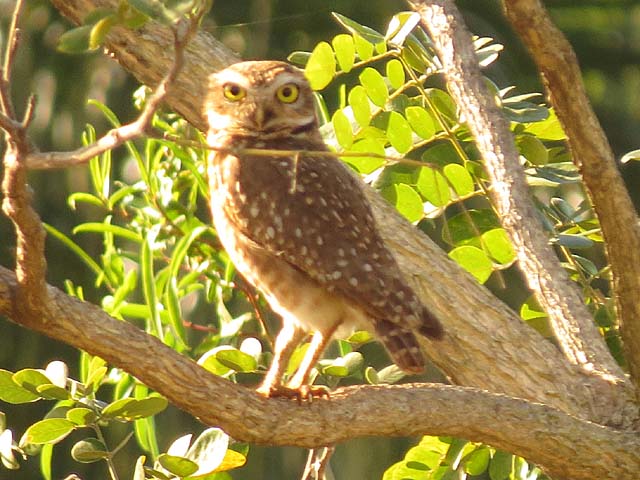 アナホリフクロウ, Aegolius funereus