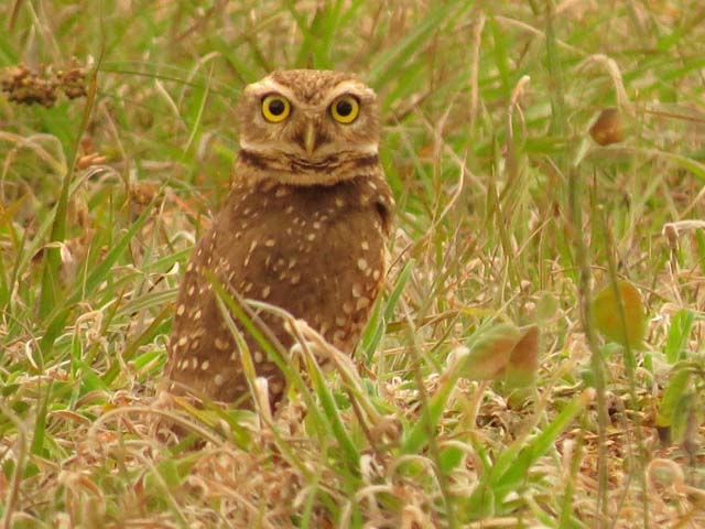 アナホリフクロウ, Aegolius funereus