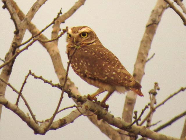 アナホリフクロウ, Aegolius funereus