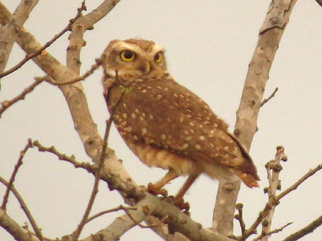 アナホリフクロウ, Aegolius funereus