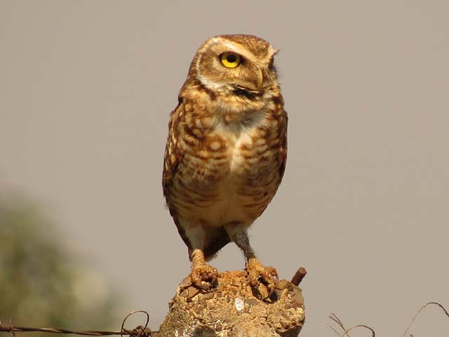 アナホリフクロウ, Aegolius funereus