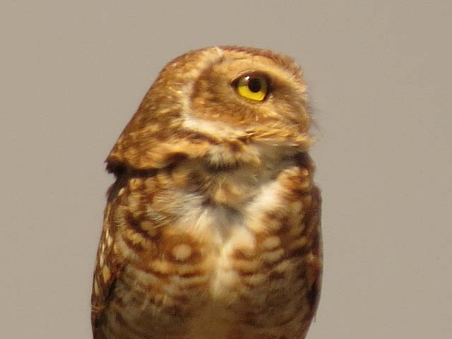 アナホリフクロウ, Aegolius funereus