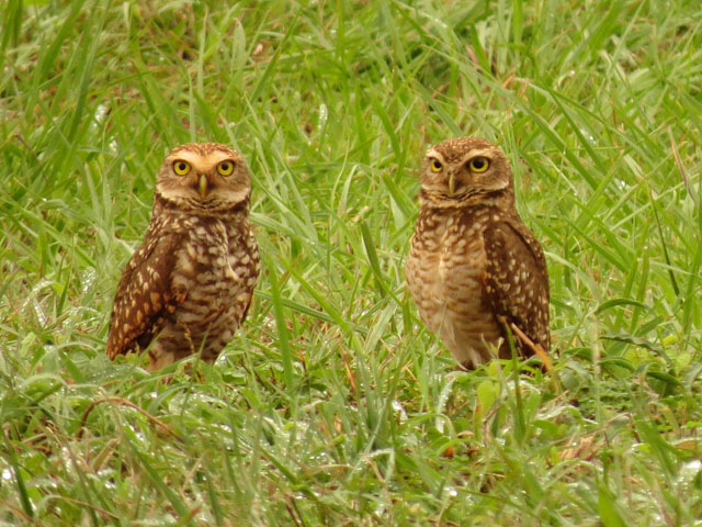 アナホリフクロウ, Aegolius funereus