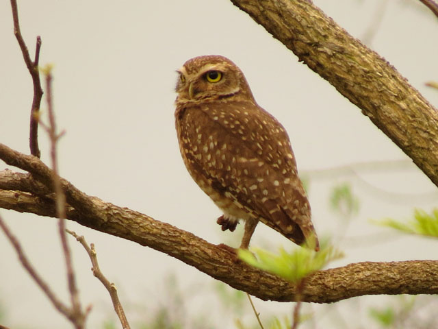 アナホリフクロウ, Aegolius funereus