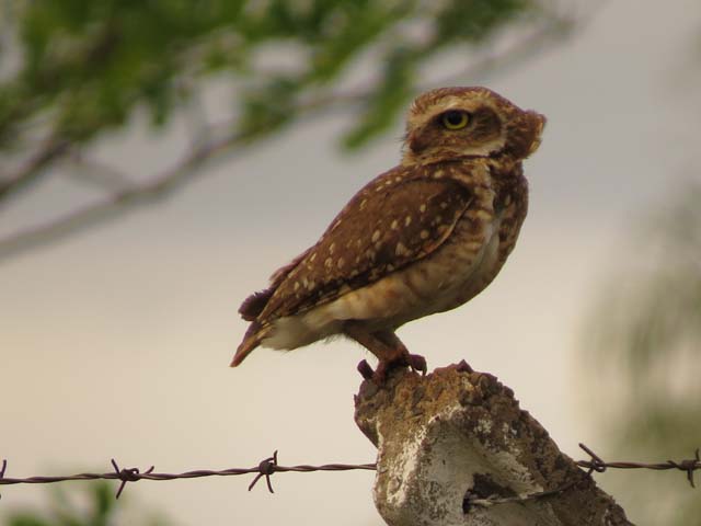 アナホリフクロウ, Aegolius funereus