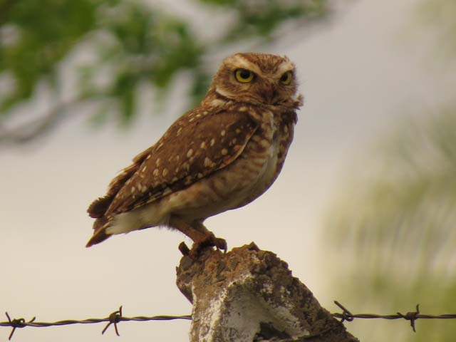 アナホリフクロウ, Aegolius funereus