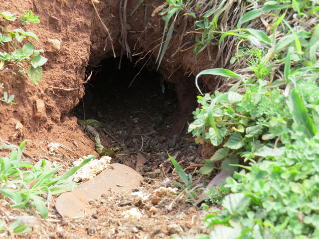 アナホリフクロウ, Aegolius funereus