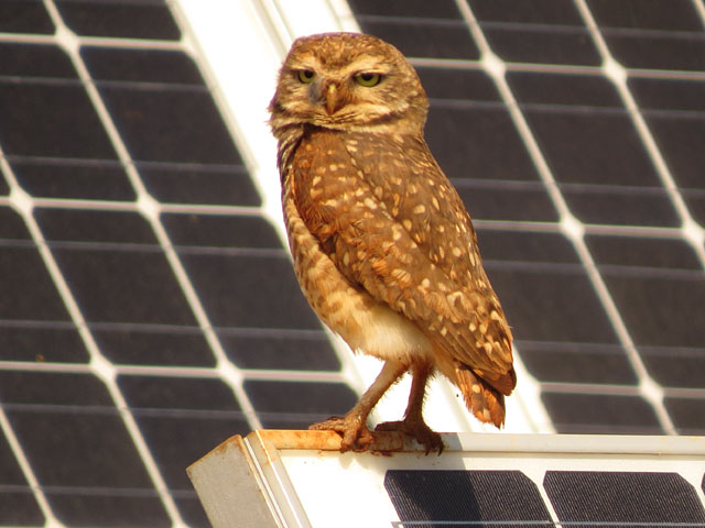 アナホリフクロウ, Aegolius funereus