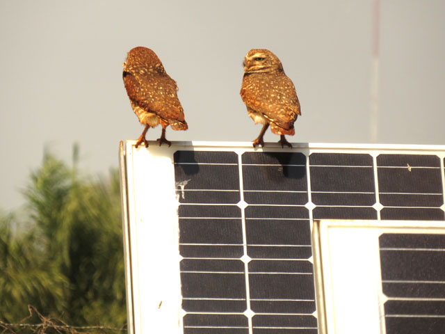 アナホリフクロウ, Aegolius funereus