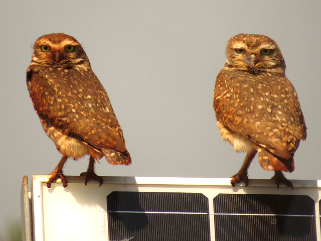 アナホリフクロウ, Aegolius funereus