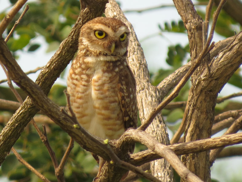 アナホリフクロウ, Aegolius funereus