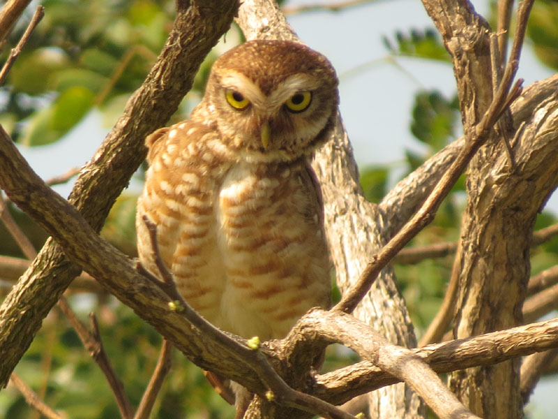 アナホリフクロウ, Aegolius funereus