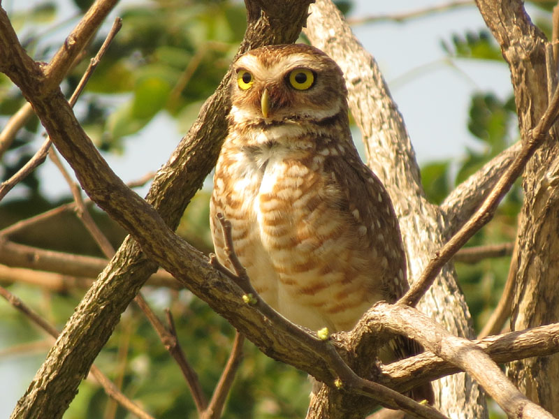 アナホリフクロウ, Aegolius funereus