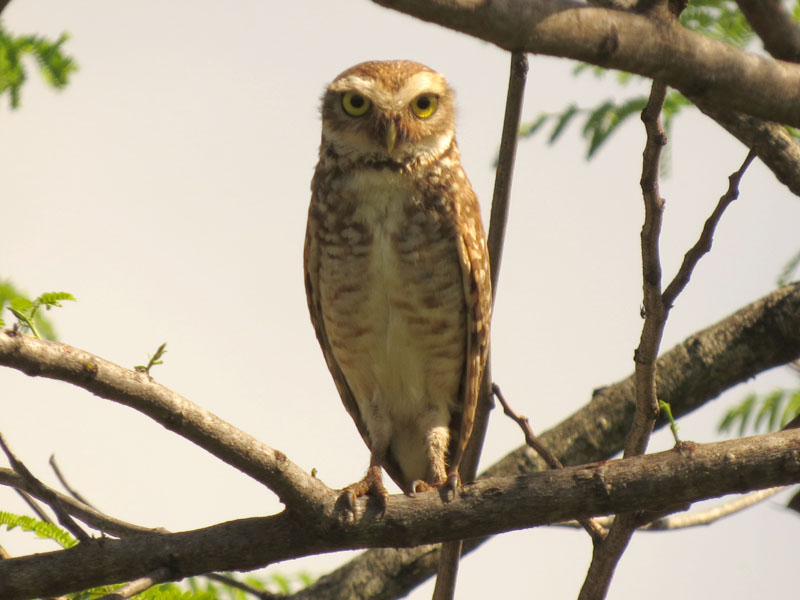 アナホリフクロウ, Aegolius funereus