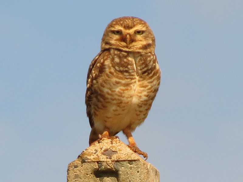アナホリフクロウ, Aegolius funereus