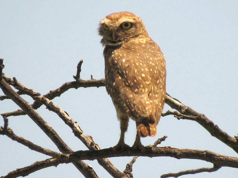 アナホリフクロウ, Aegolius funereus
