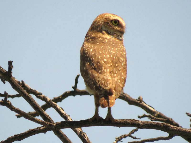 アナホリフクロウ, Aegolius funereus