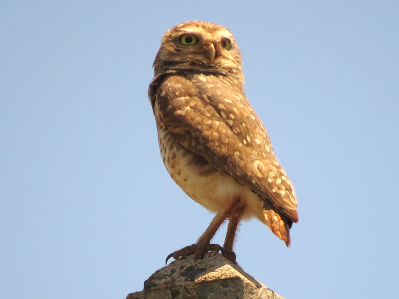 アナホリフクロウ, Aegolius funereus
