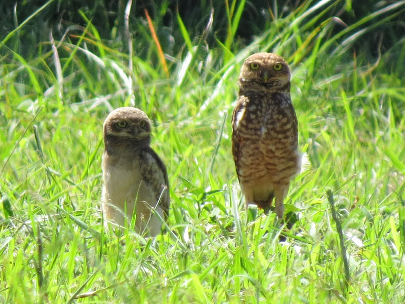アナホリフクロウの親子