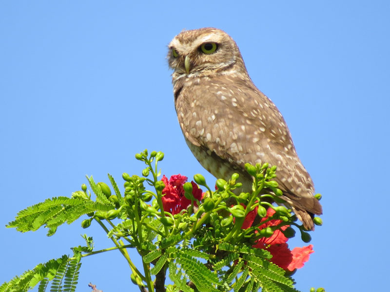 アナホリフクロウ, Aegolius funereus