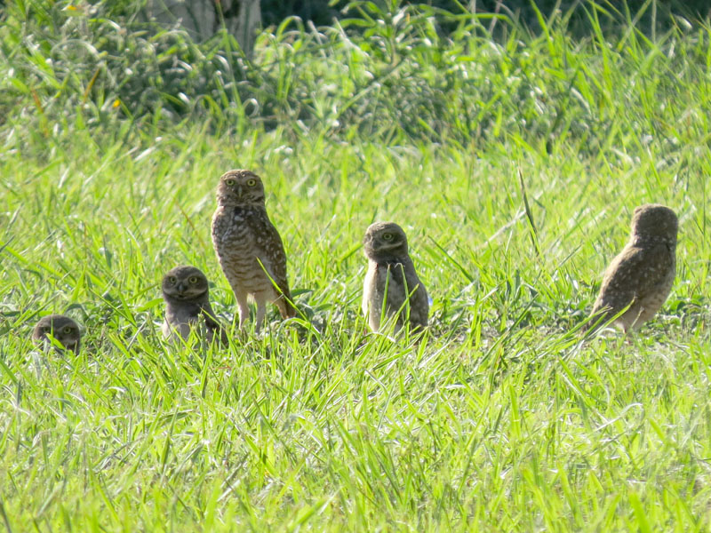 アナホリフクロウ, Aegolius funereus