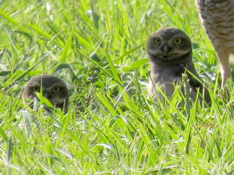 アナホリフクロウ, Aegolius funereus