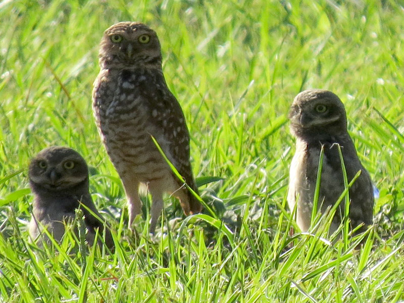 アナホリフクロウ, Aegolius funereus