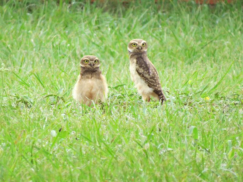 アナホリフクロウ, Aegolius funereus