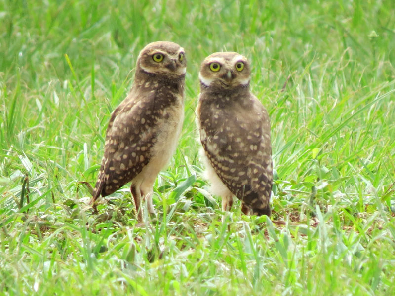 アナホリフクロウ, Aegolius funereus