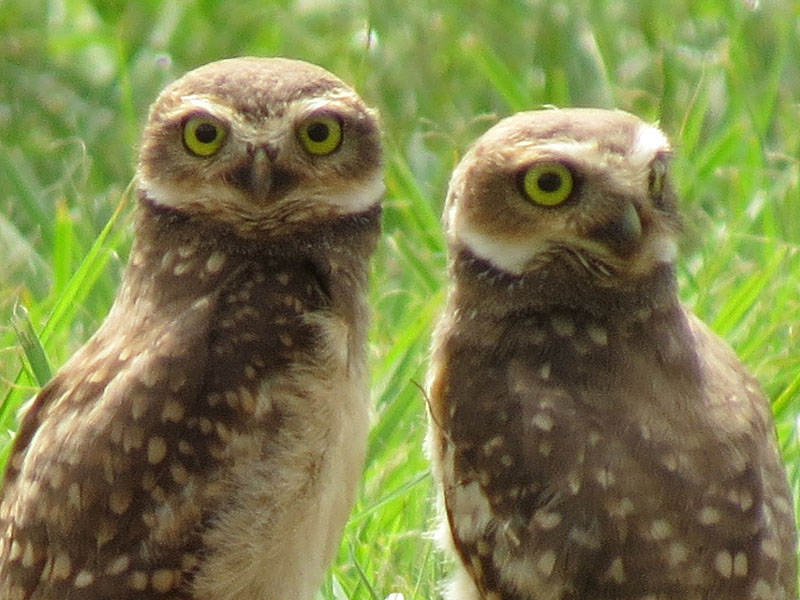 アナホリフクロウ, Aegolius funereus
