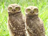 アナホリフクロウの子供